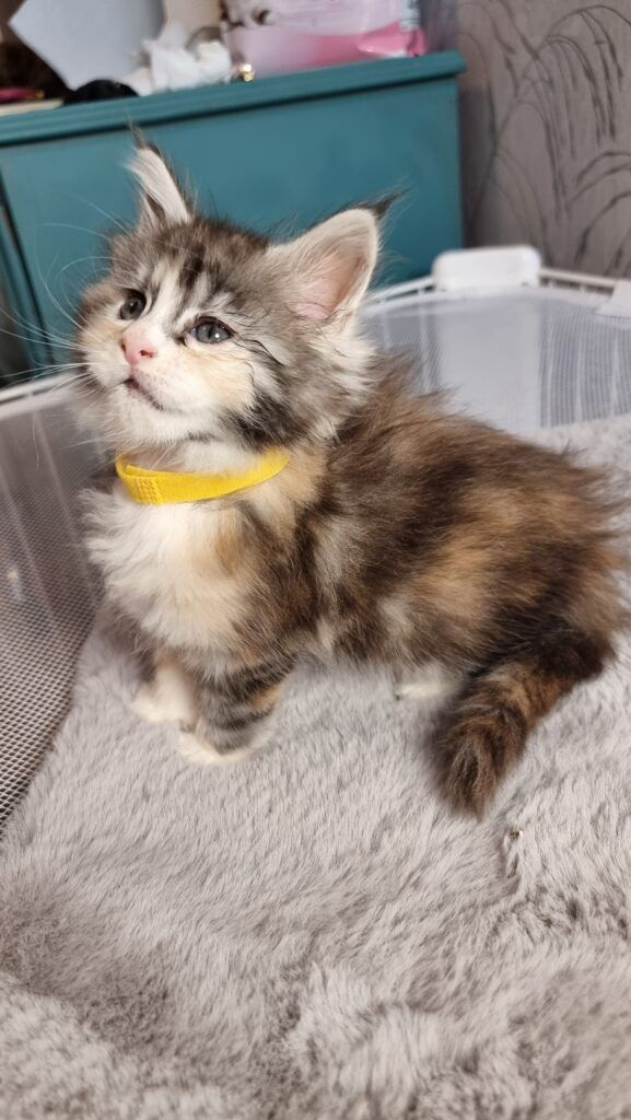 Coon cats for sale, Maine coon cats for sale in the uk