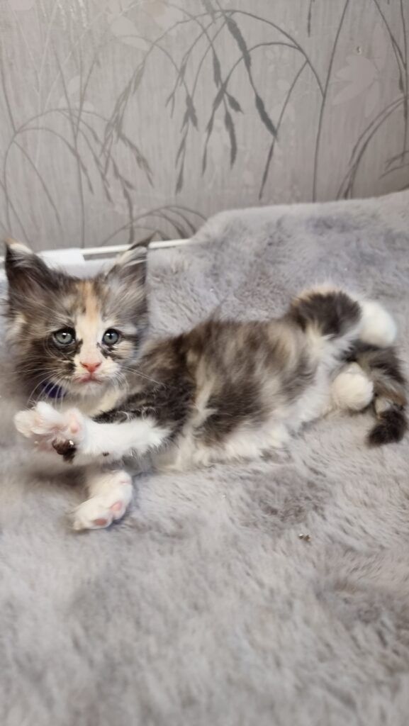 Coon cats for sale, Maine coon cats for sale in the uk