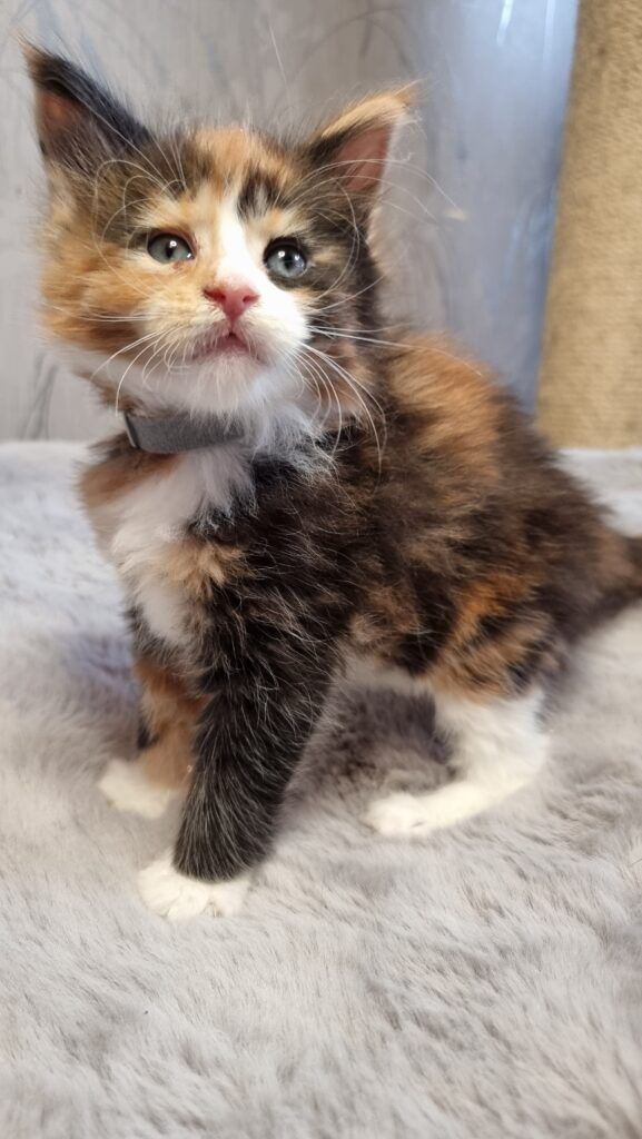 Coon cats for sale, Maine coon cats for sale in the uk