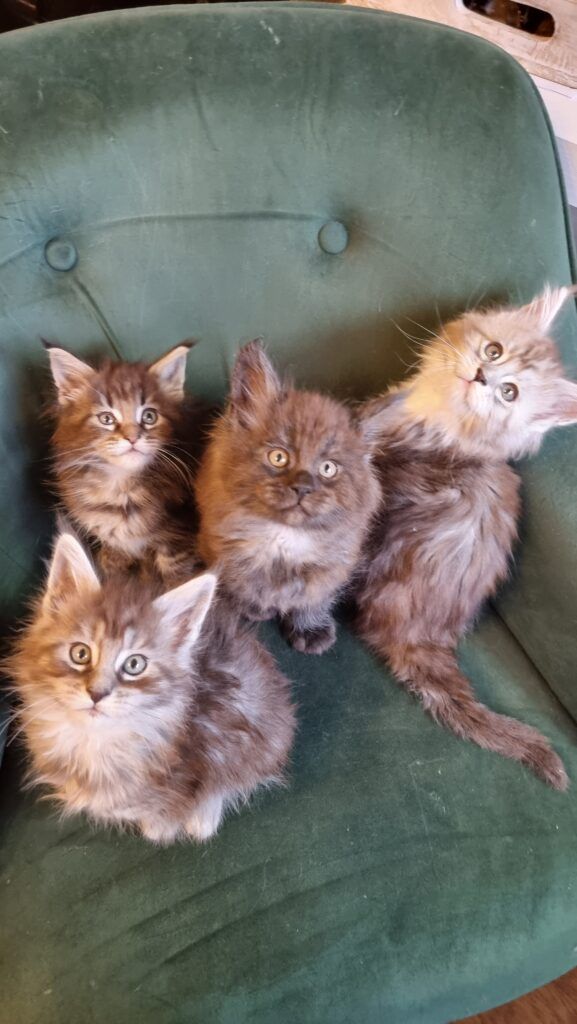 Coon cats for sale, Maine coon cats for sale in the uk