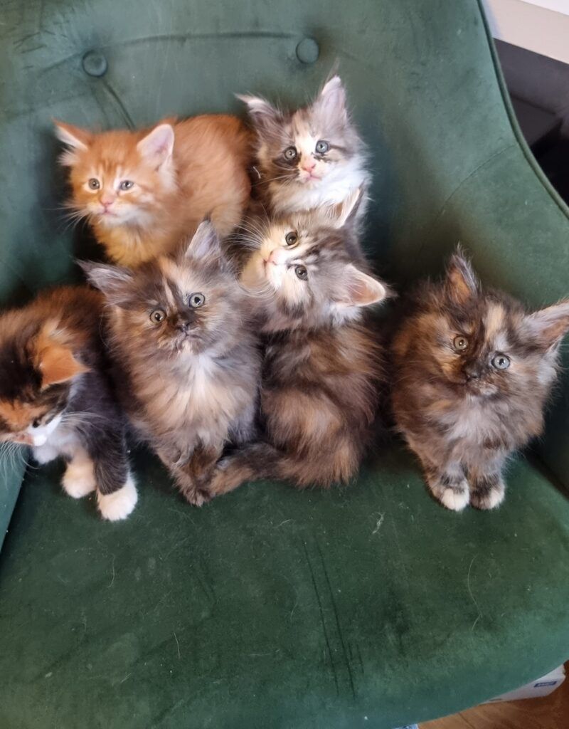 Coon cats for sale, Maine coon cats for sale in the uk