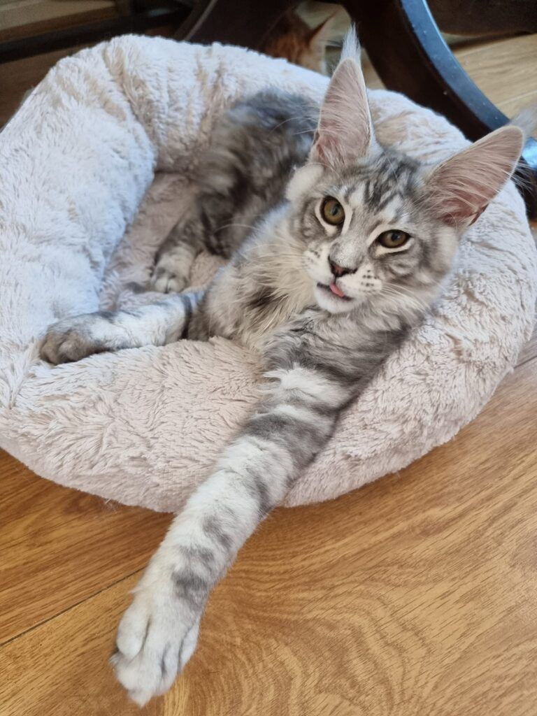 Coon cats for sale, Maine coon cats for sale in the uk