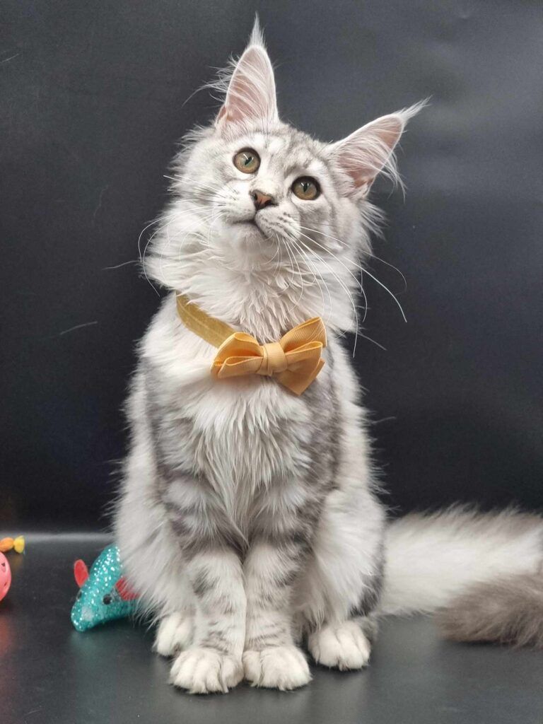 Coon cats for sale, Maine coon cats for sale in the uk