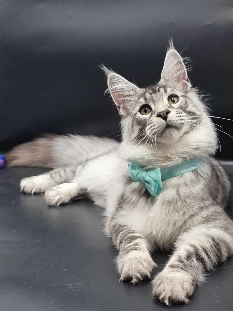 Coon cats for sale, Maine coon cats for sale in the uk