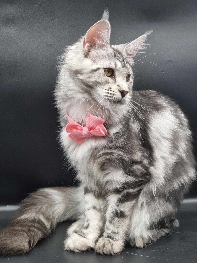 Coon cats for sale, Maine coon cats for sale in the uk