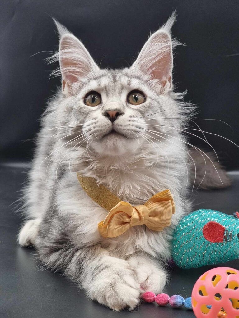 Coon cats for sale, Maine coon cats for sale in the uk