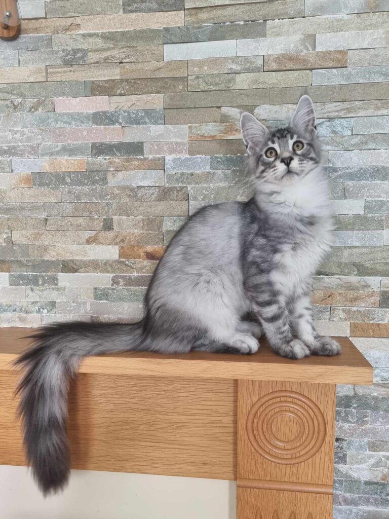 Coon cats for sale, Maine coon cats for sale in the uk