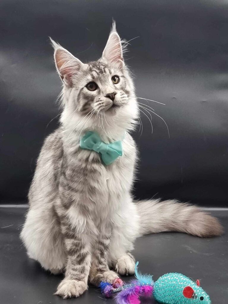 Coon cats for sale, Maine coon cats for sale in the uk