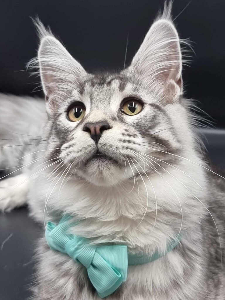 Coon cats for sale, Maine coon cats for sale in the uk