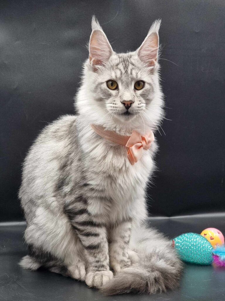 Coon cats for sale, Maine coon cats for sale in the uk