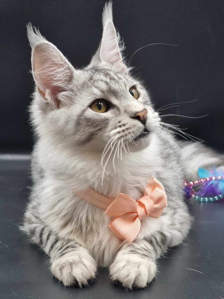 Coon cats for sale, Maine coon cats for sale in the uk