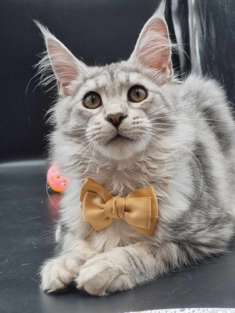 Coon cats for sale, Maine coon cats for sale in the uk