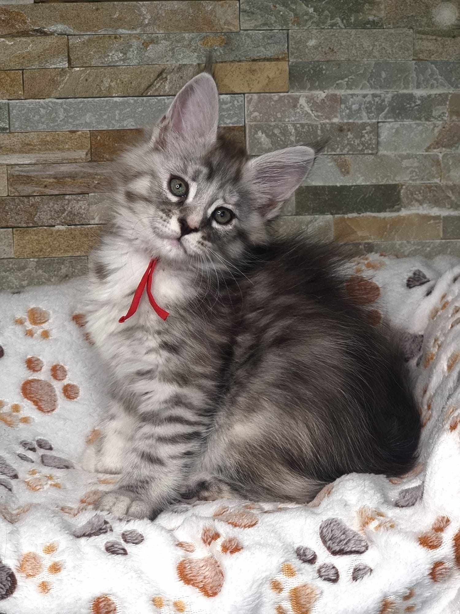 Maine Coon Cat Breeders near Wawne