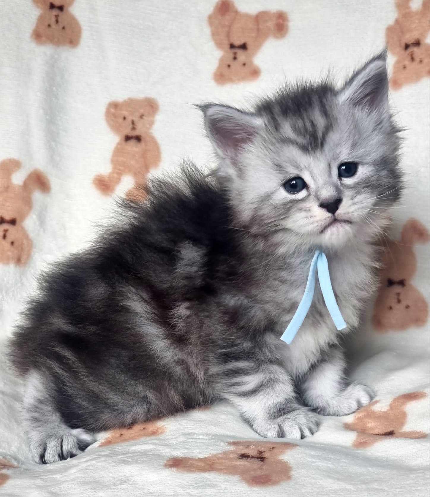 Maine Coon Cat Breeders near Willerby
