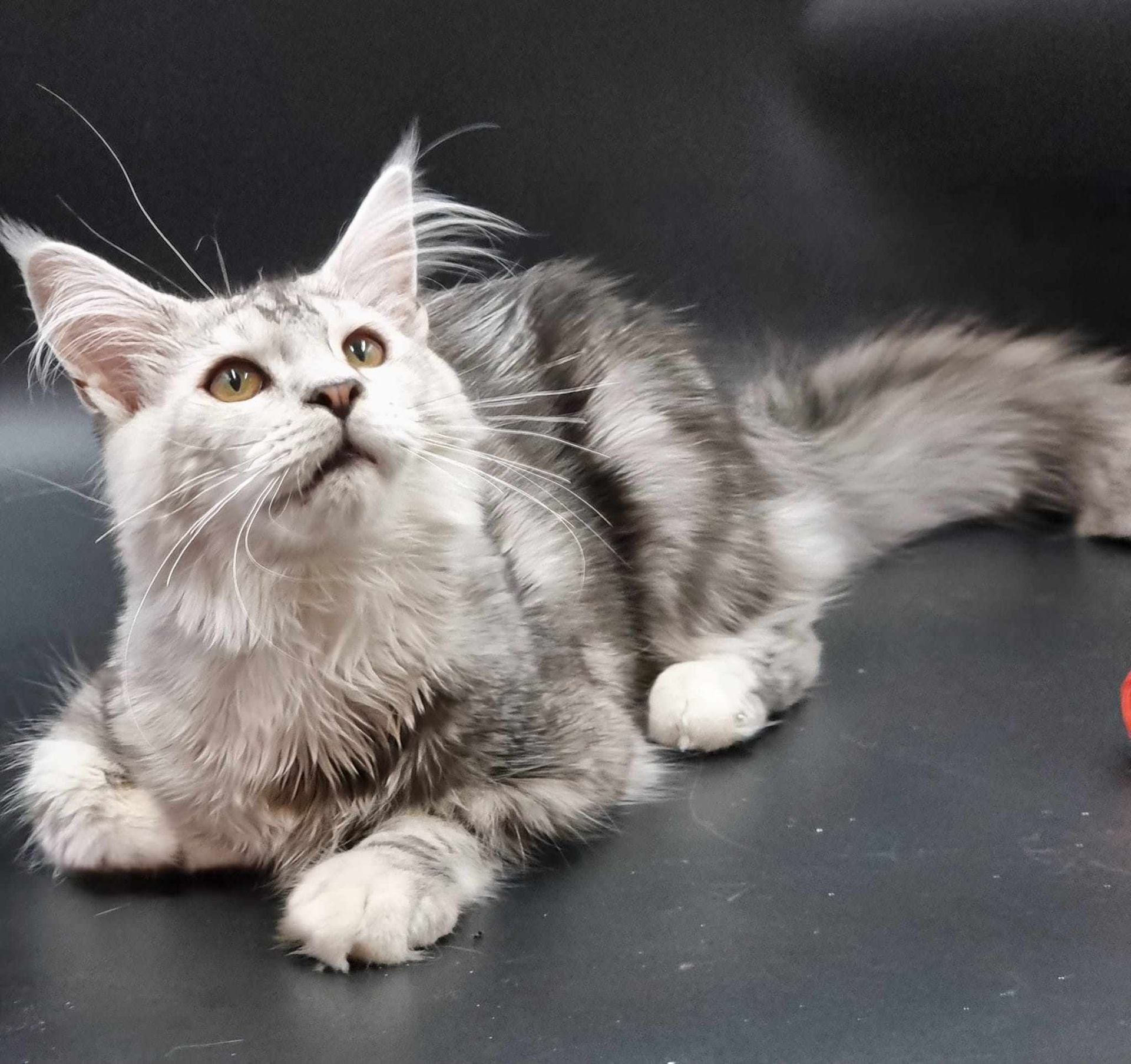 Maine Coon Cat Breeders near Willerby