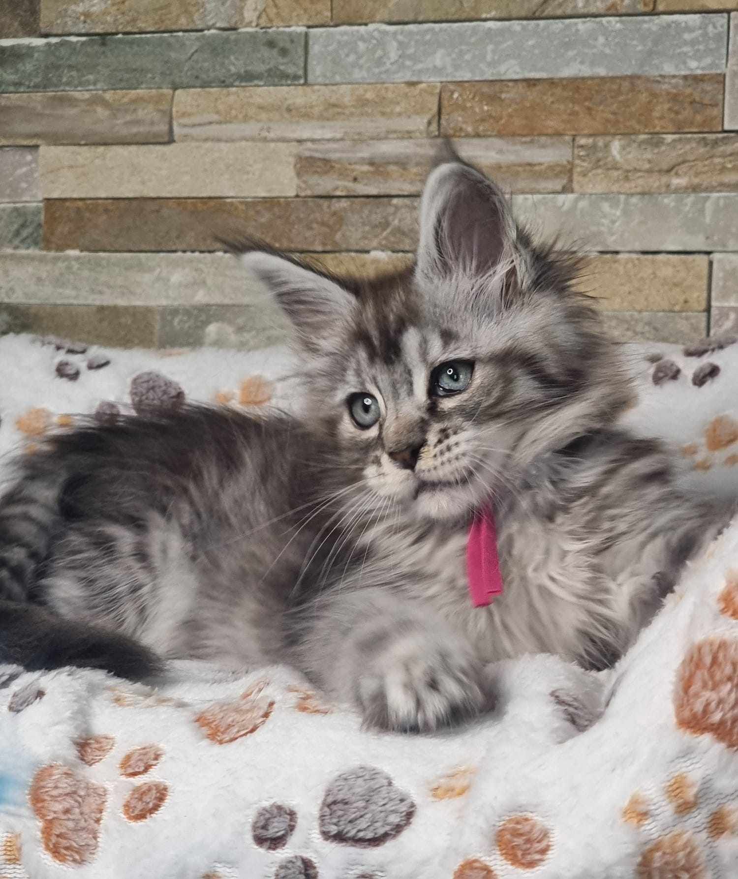 Maine Coon Cat Breeders near Willerby