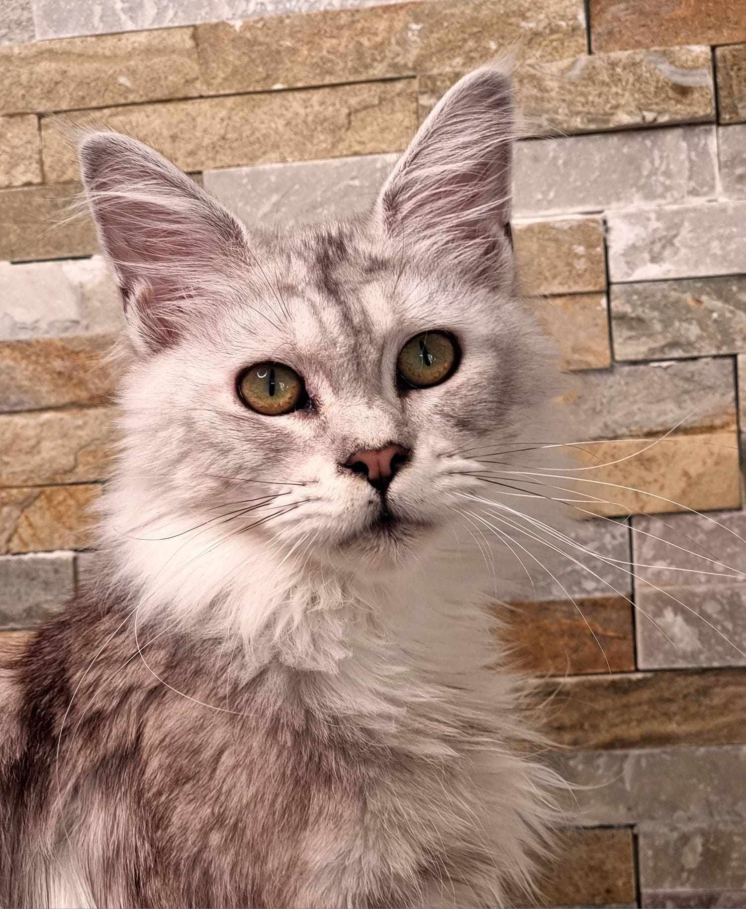 Maine Coon kittens for sale near Hessle
