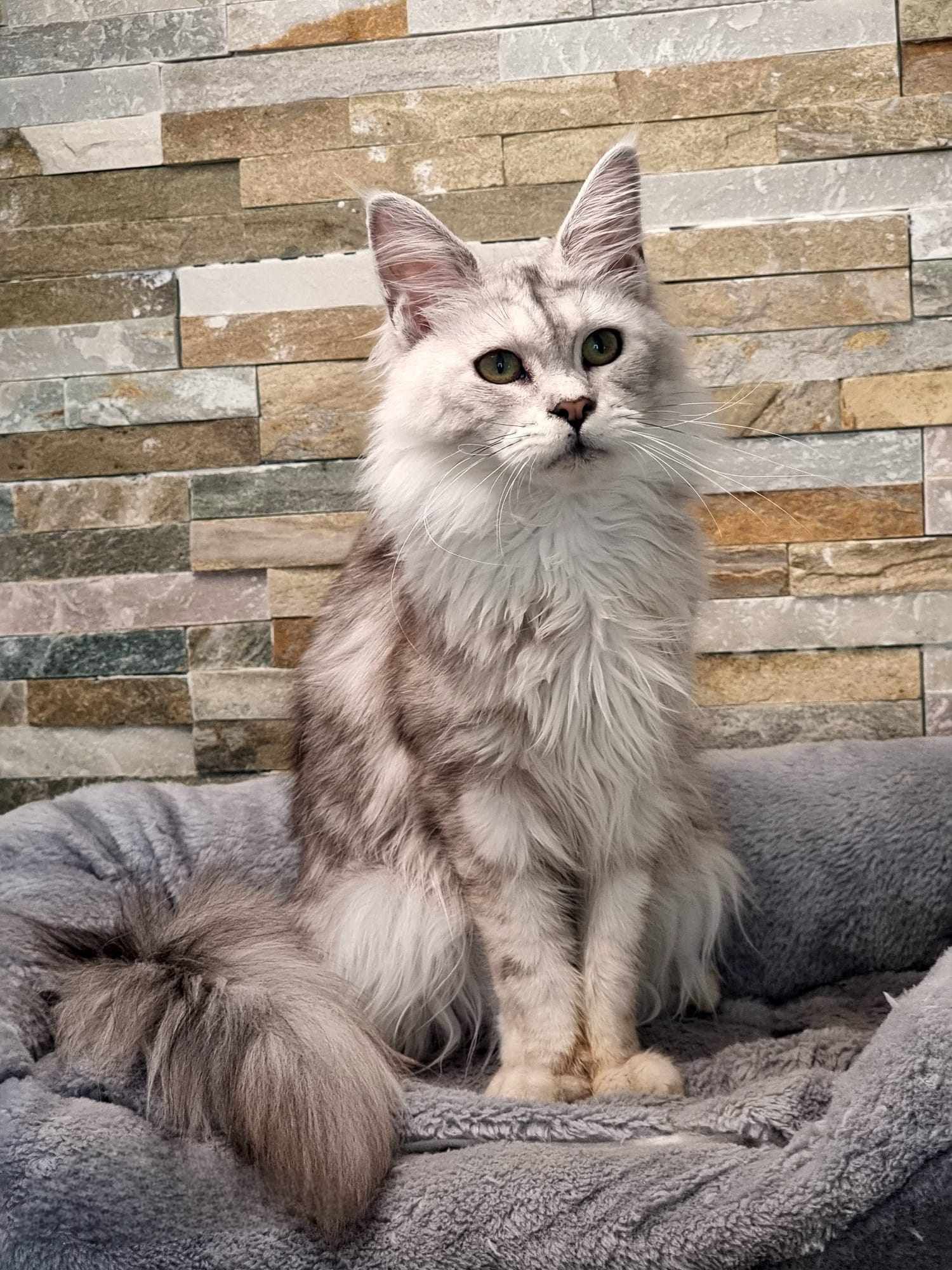 Maine Coon Cat Breeders near Wawne
