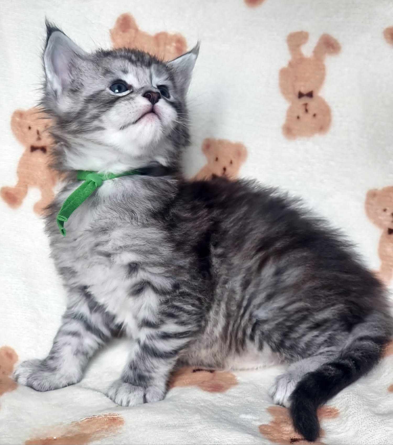 Maine Coon Cat Breeders near Wawne