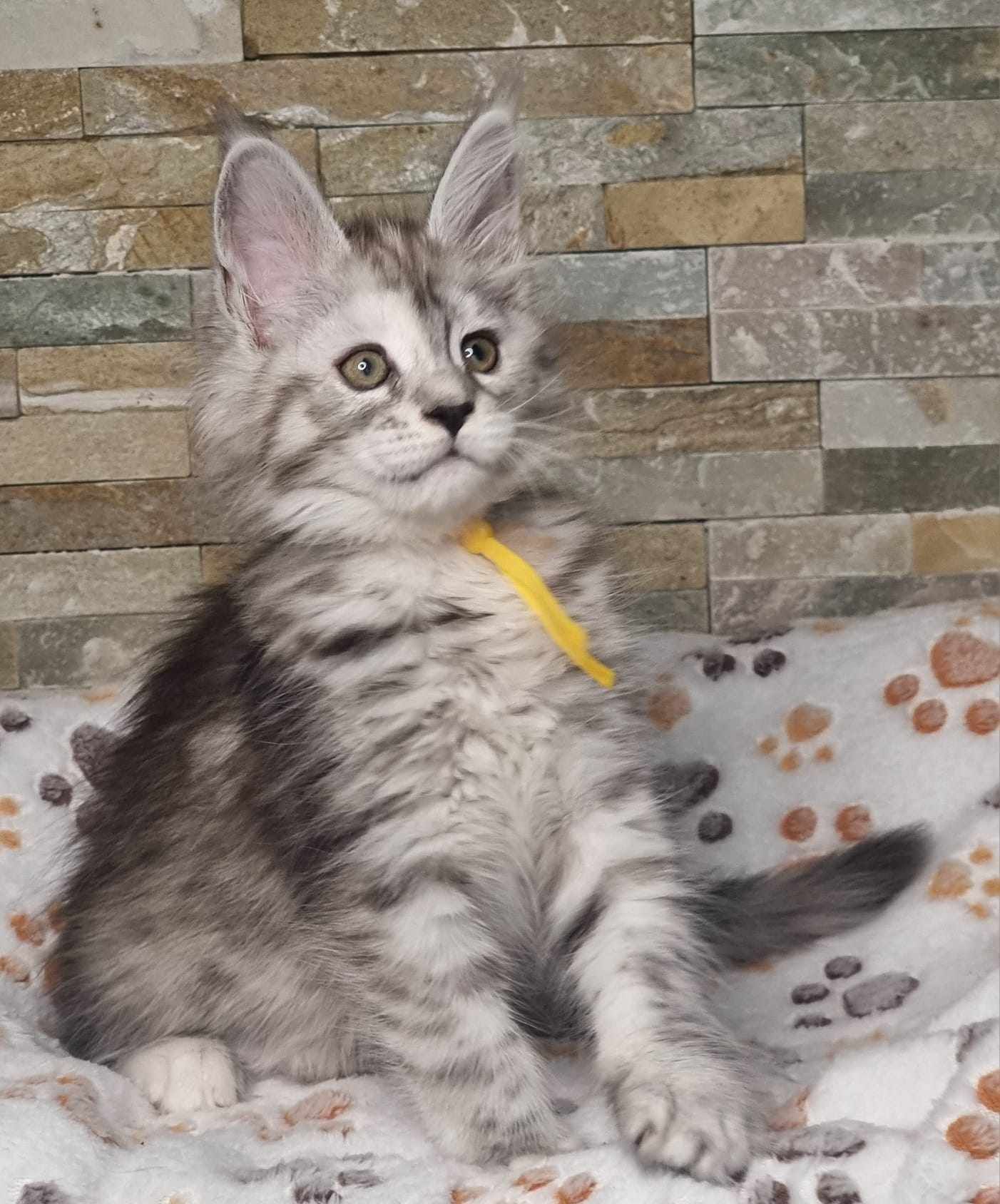 Maine Coon kittens for sale near Hessle