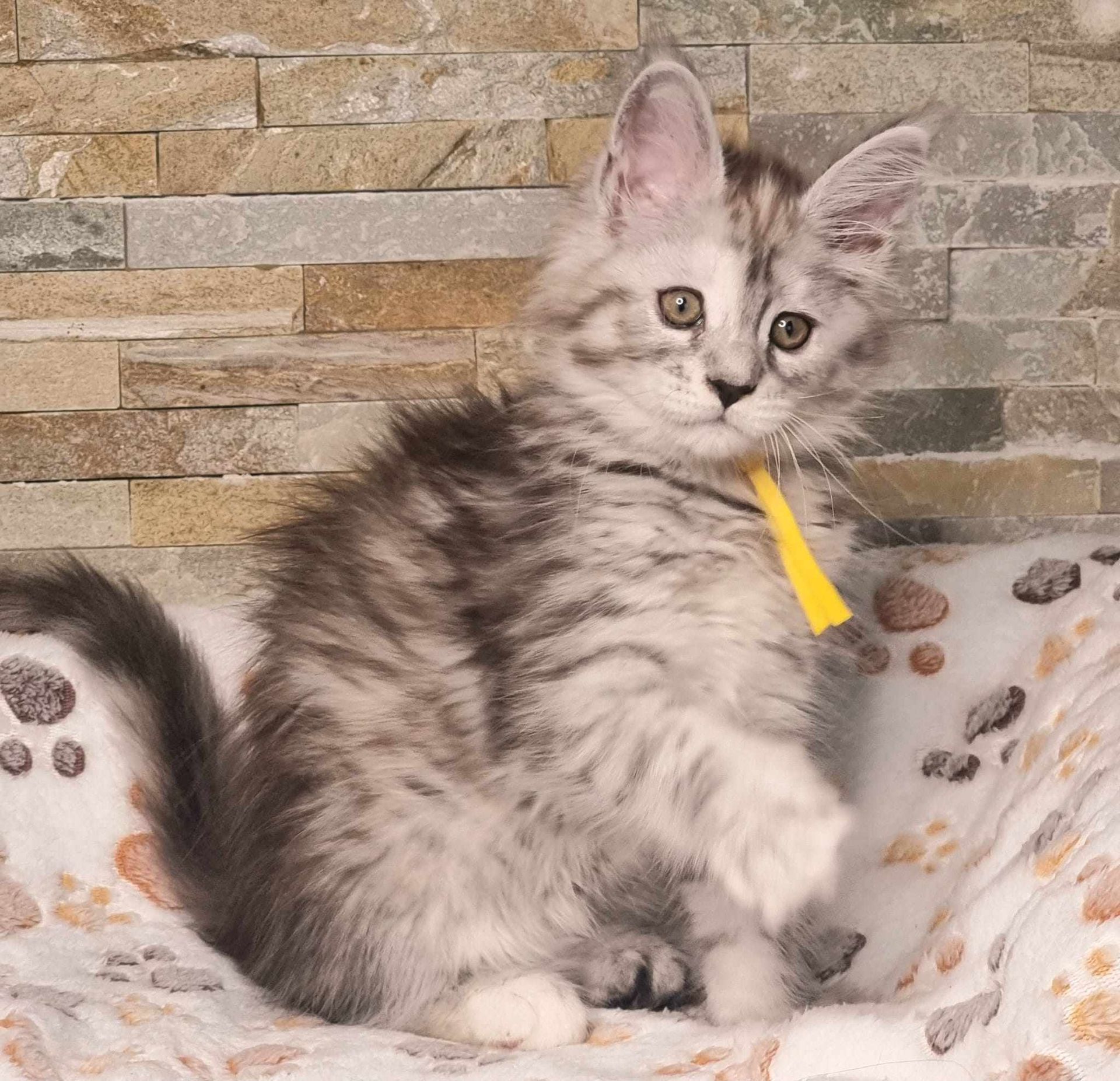 Maine Coon Cat Breeders near Willerby