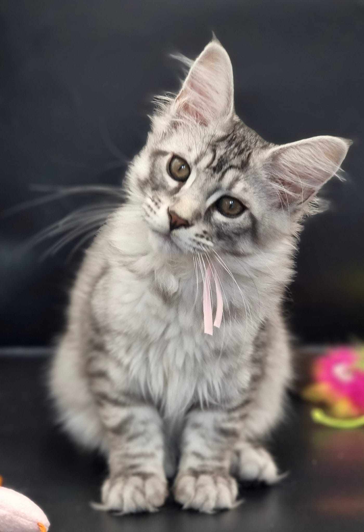 Maine Coon Cat Breeders near Wawne