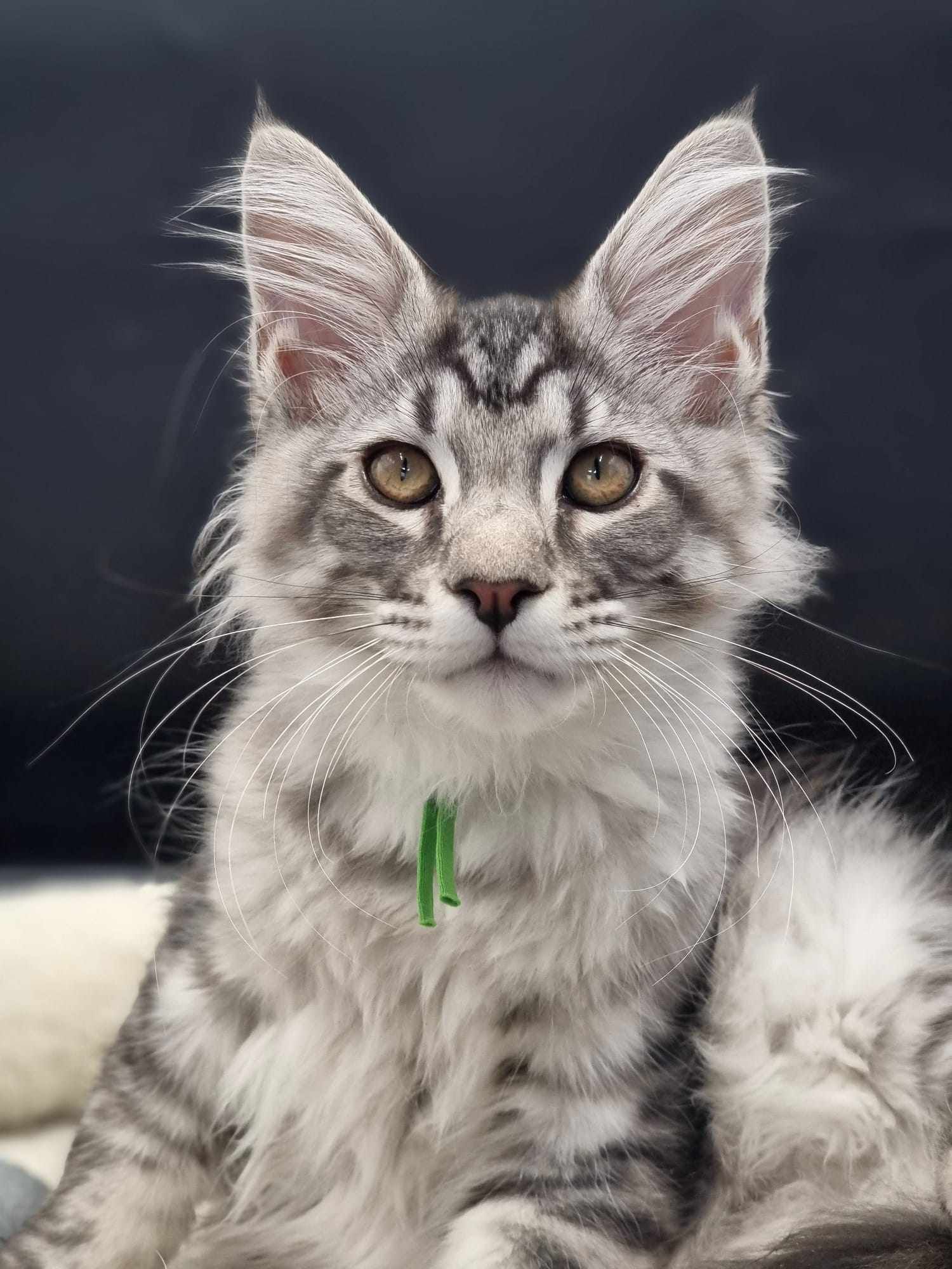 Maine Coon Cat Breeders near Wawne