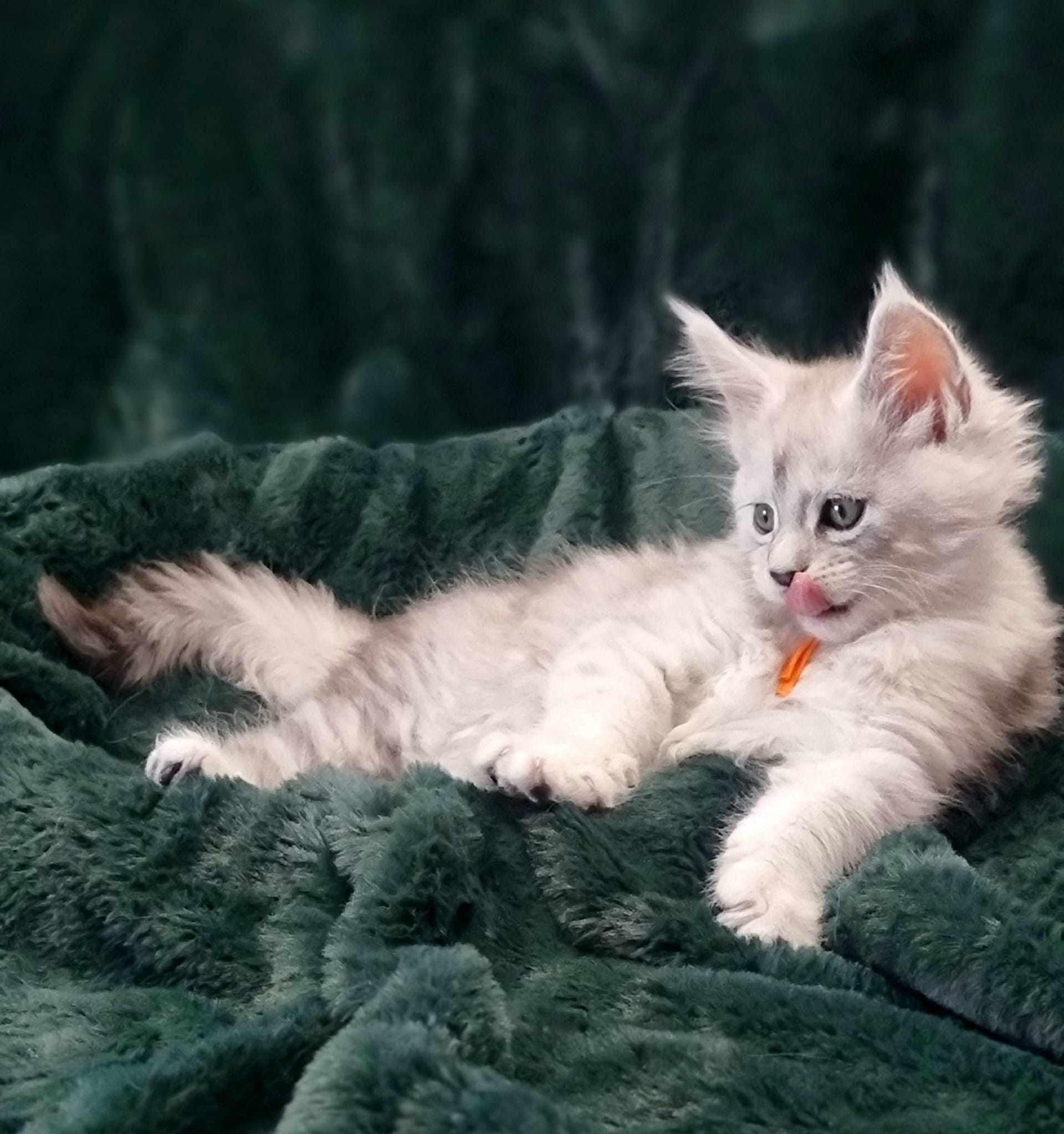 Maine Coon kittens for sale near Hessle