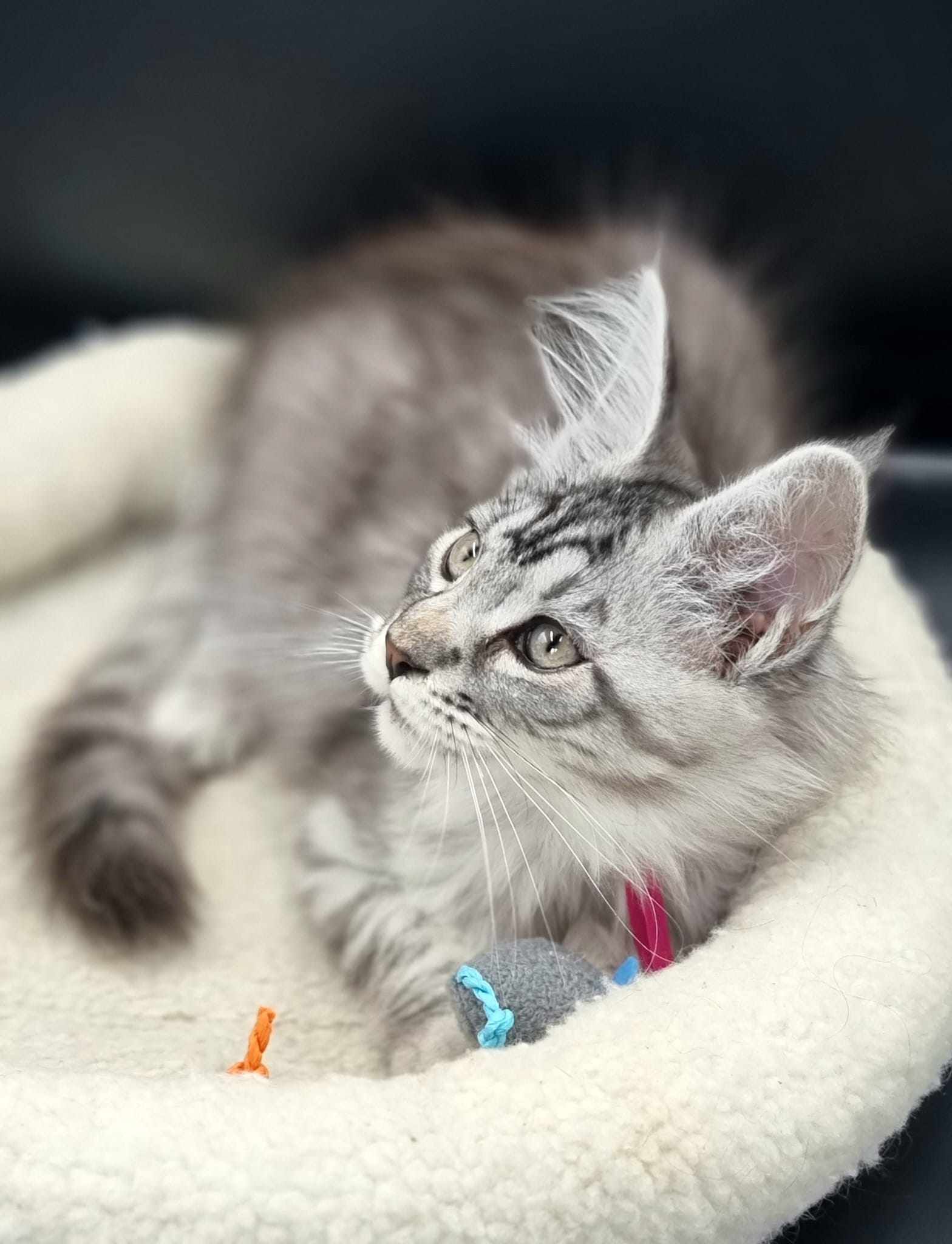 Maine Coon Cat Breeders near Wawne