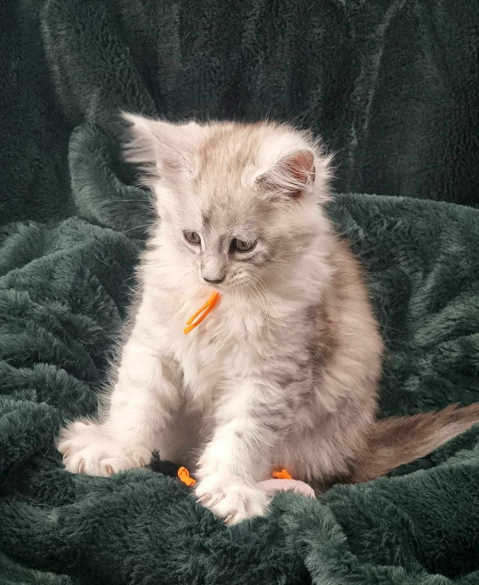 Maine Coon kittens for sale near Hessle