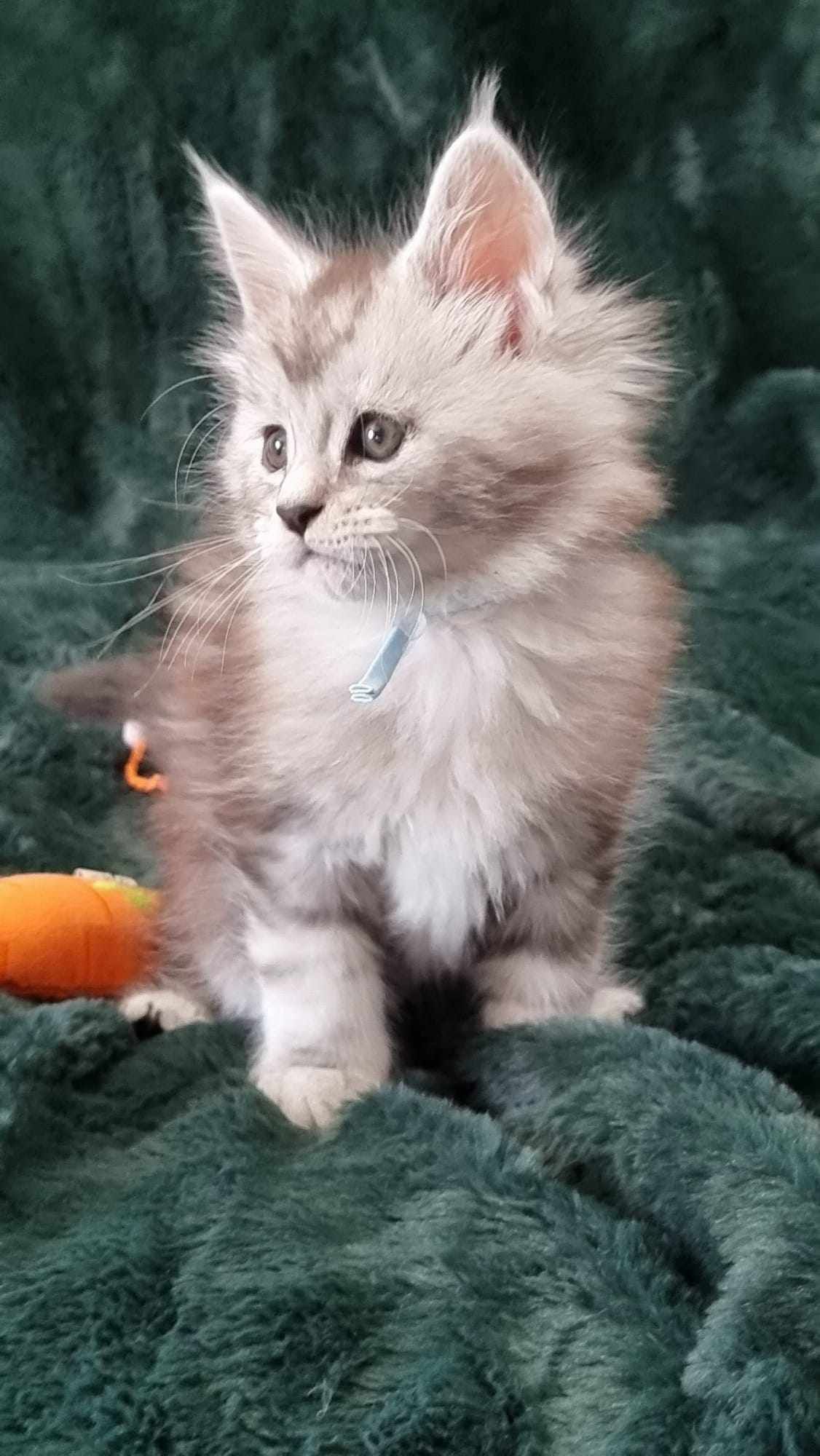 Maine Coon kittens for sale near Wawne