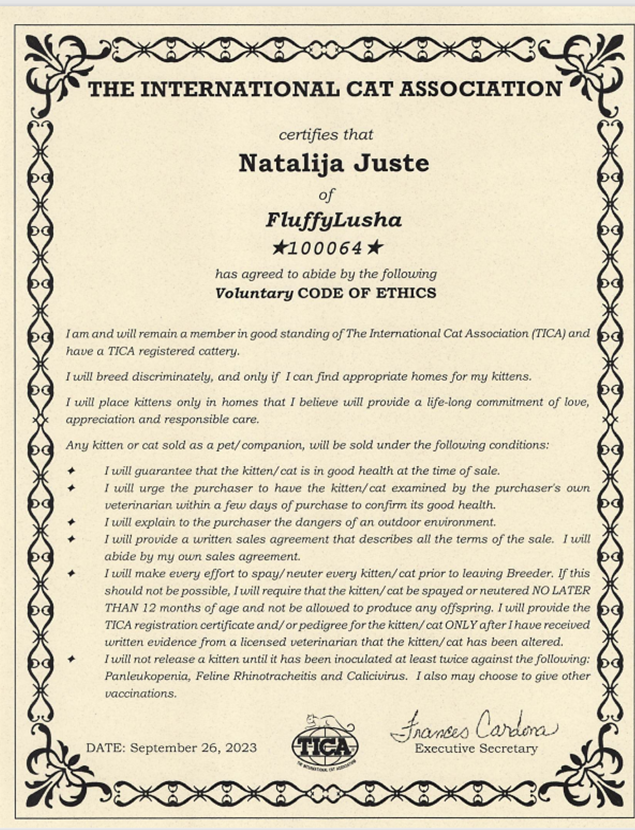 Maine Coon Cats, buy maine coon cat