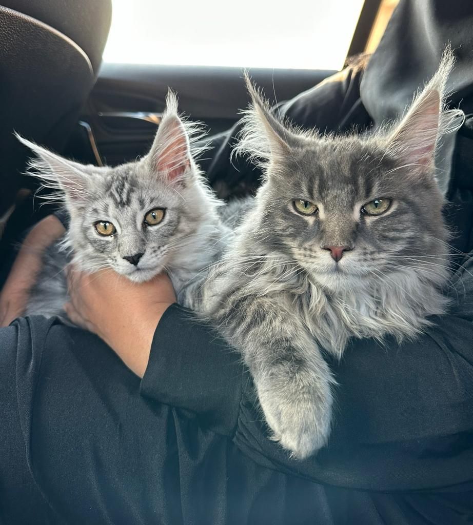 Maine Coon Cats, buy maine coon cat