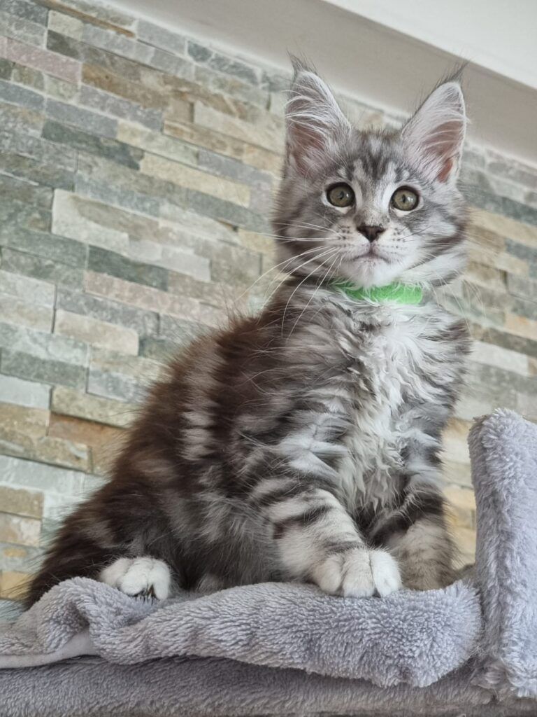 Coon cats for sale, Maine coon cats for sale in the uk