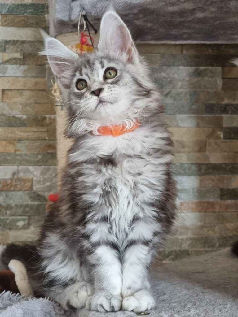 Coon cats for sale, Maine coon cats for sale in the uk