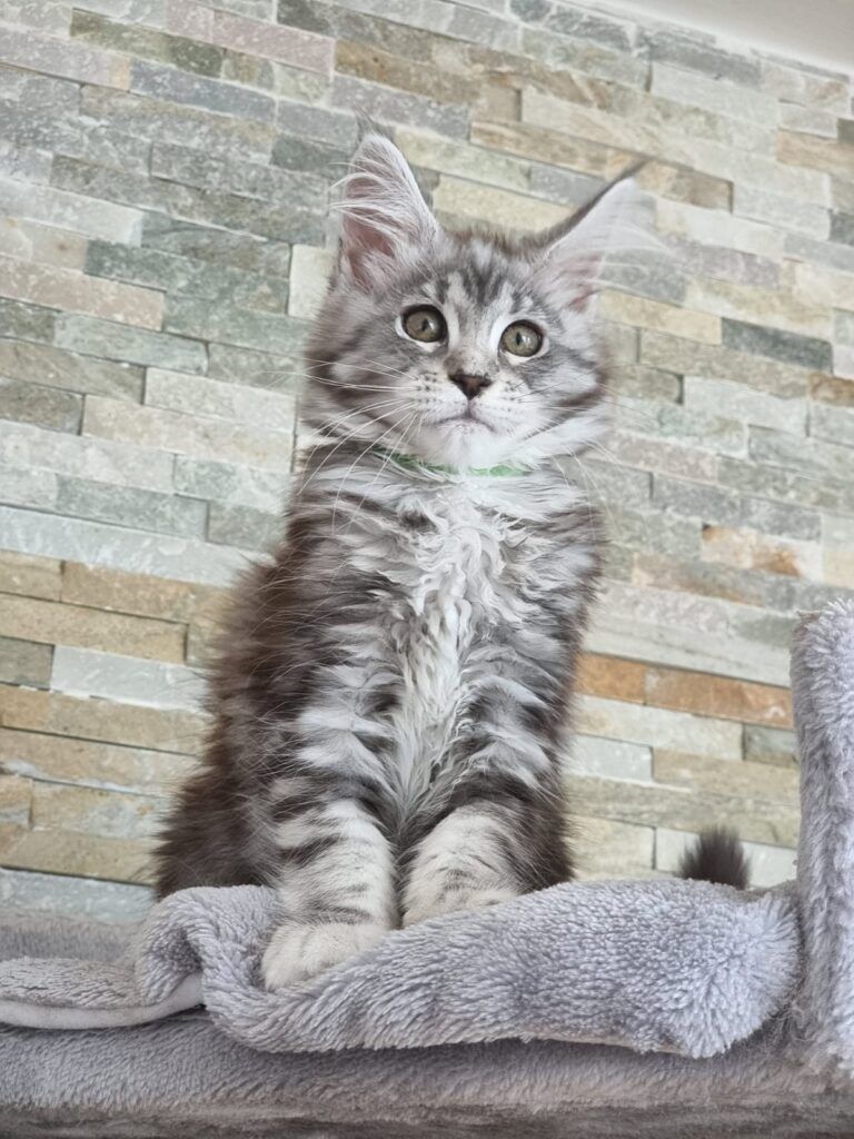 Coon cats for sale, Maine coon cats for sale in the uk