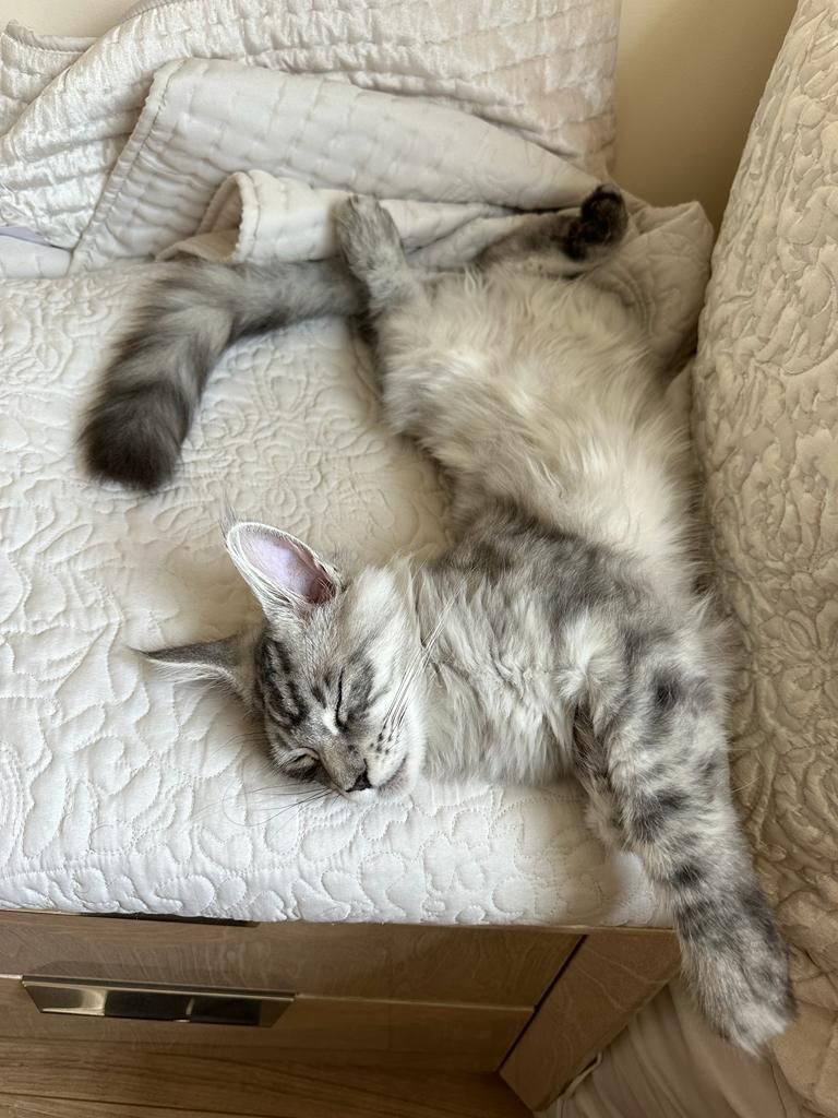 Maine Coon kittens for sale near Hessle