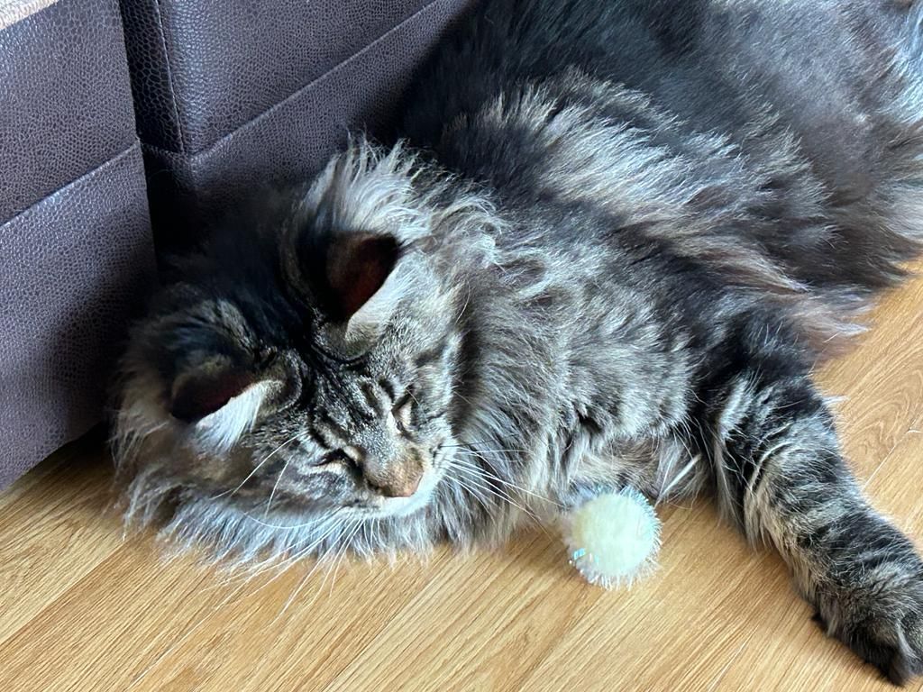 Maine Coon Cats, buy maine coon cat