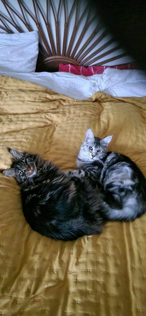 Maine Coon Cats, buy maine coon cat