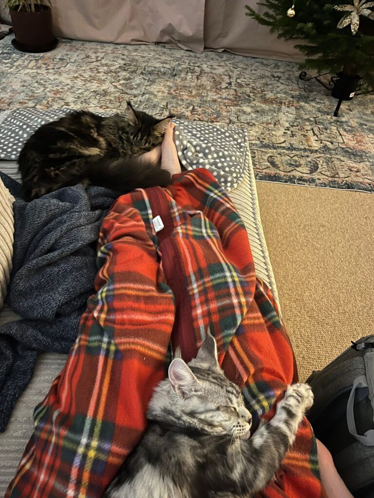 Maine Coon Cats, buy maine coon cat