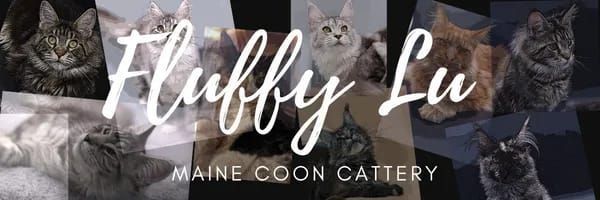 Maine Coon Cats, buy maine coon cat