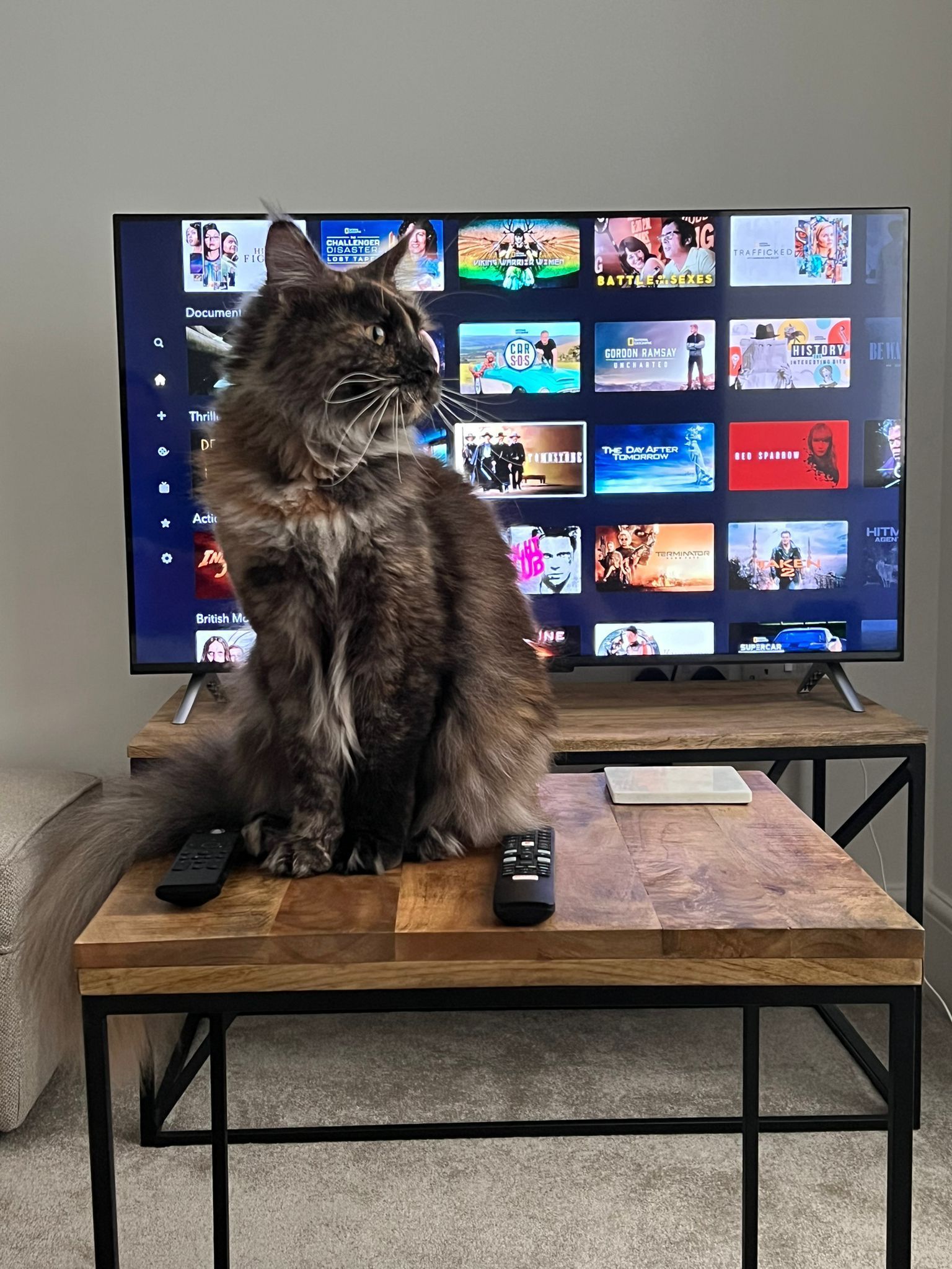 Maine Coon Cats, buy maine coon cat