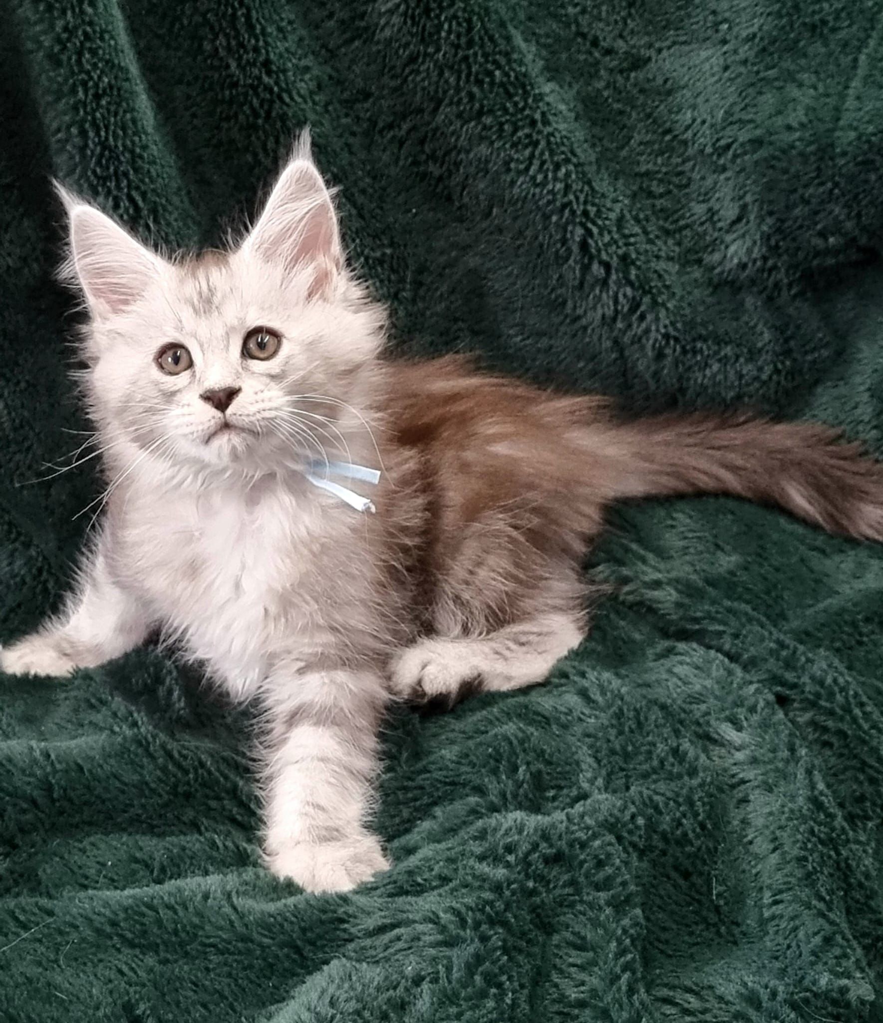 Maine Coon as a pet
