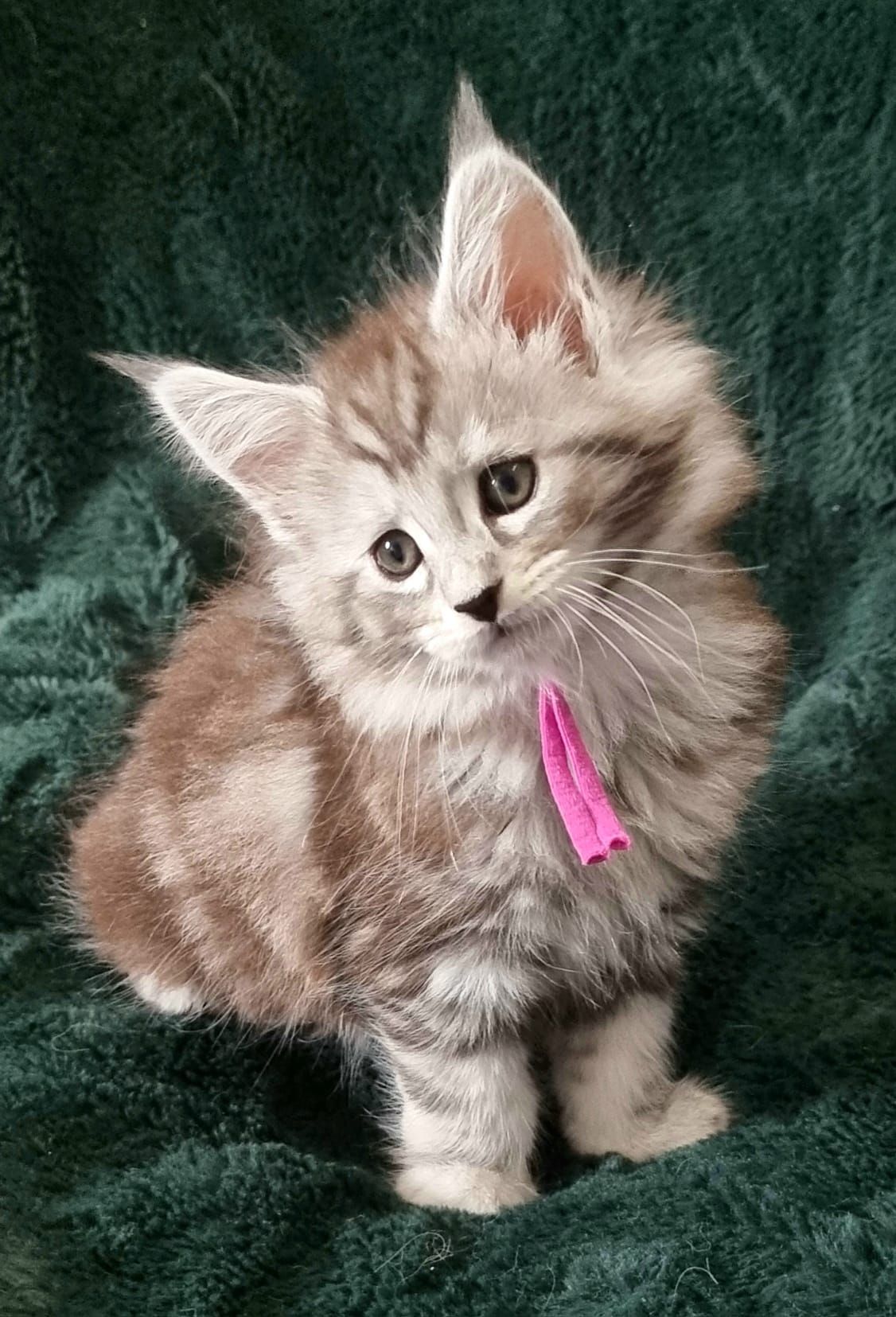 Maine Coon as a pet