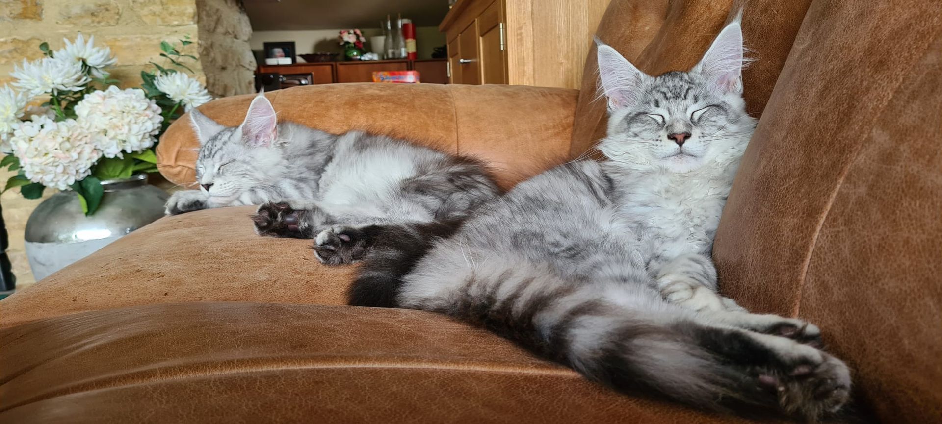 Maine coon cats, buy maine coon cat
