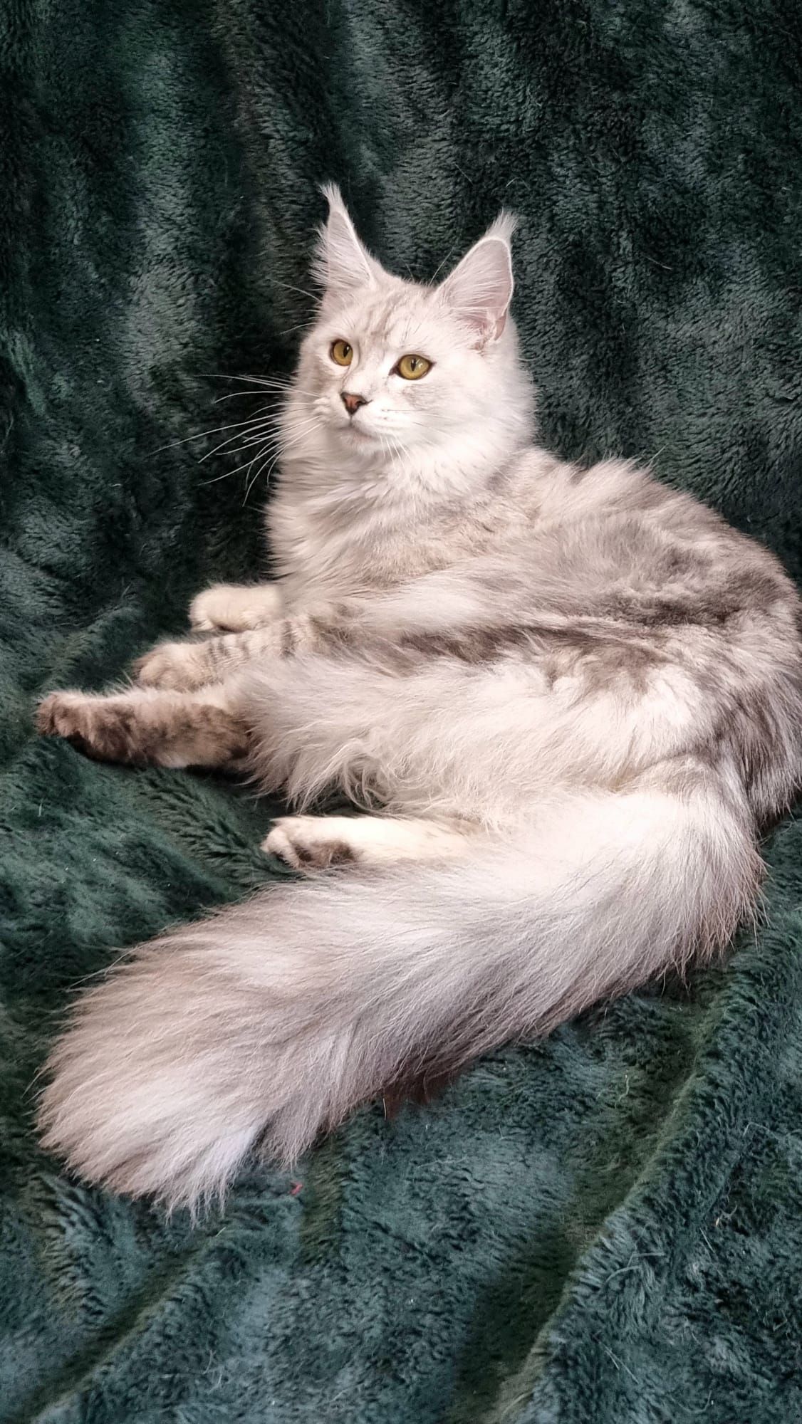 Maine coon price, Cat Maine coon price