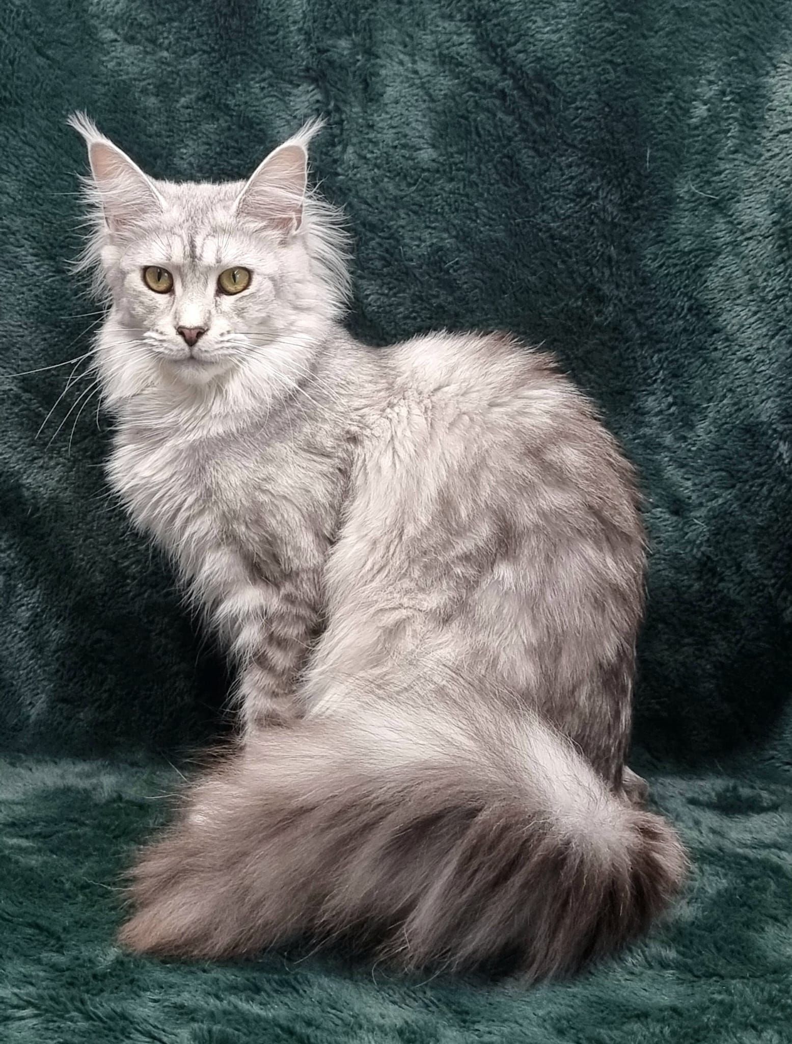 Maine coon price, Cat Maine coon price