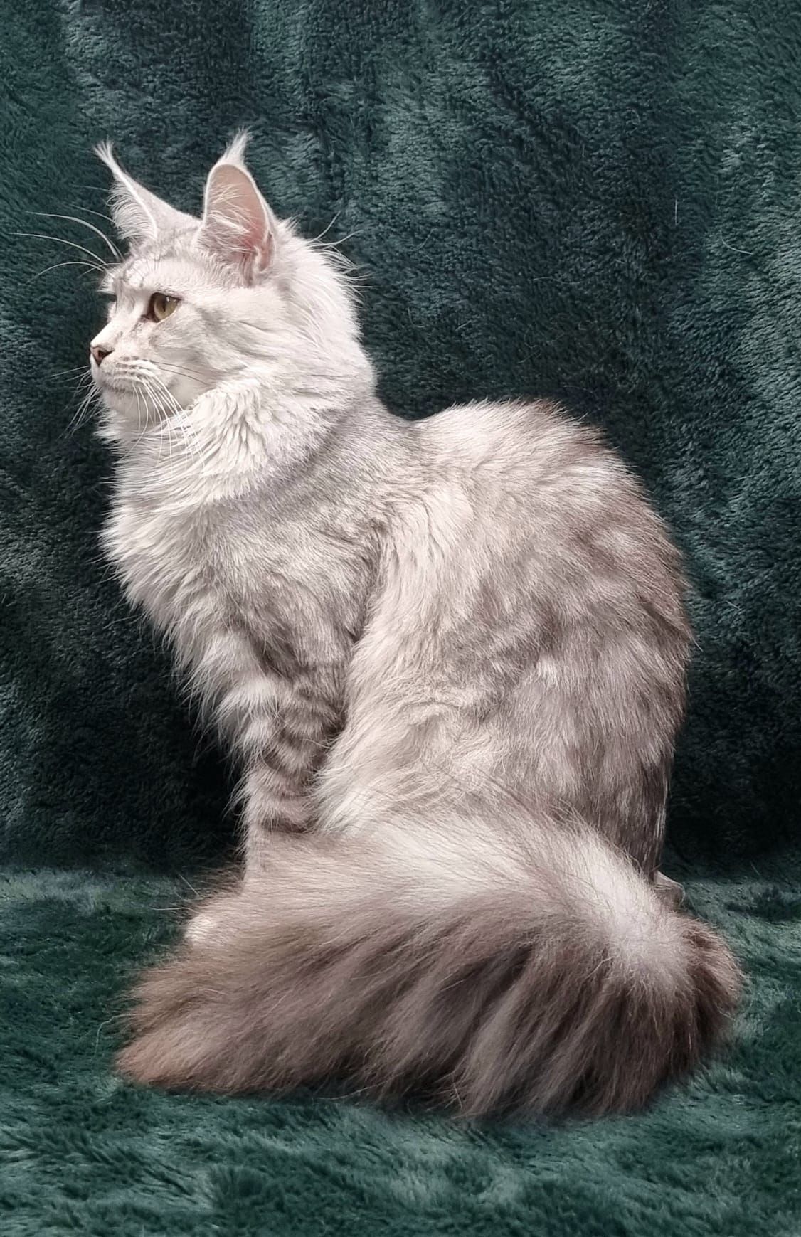 Maine coon price, Cat Maine coon price