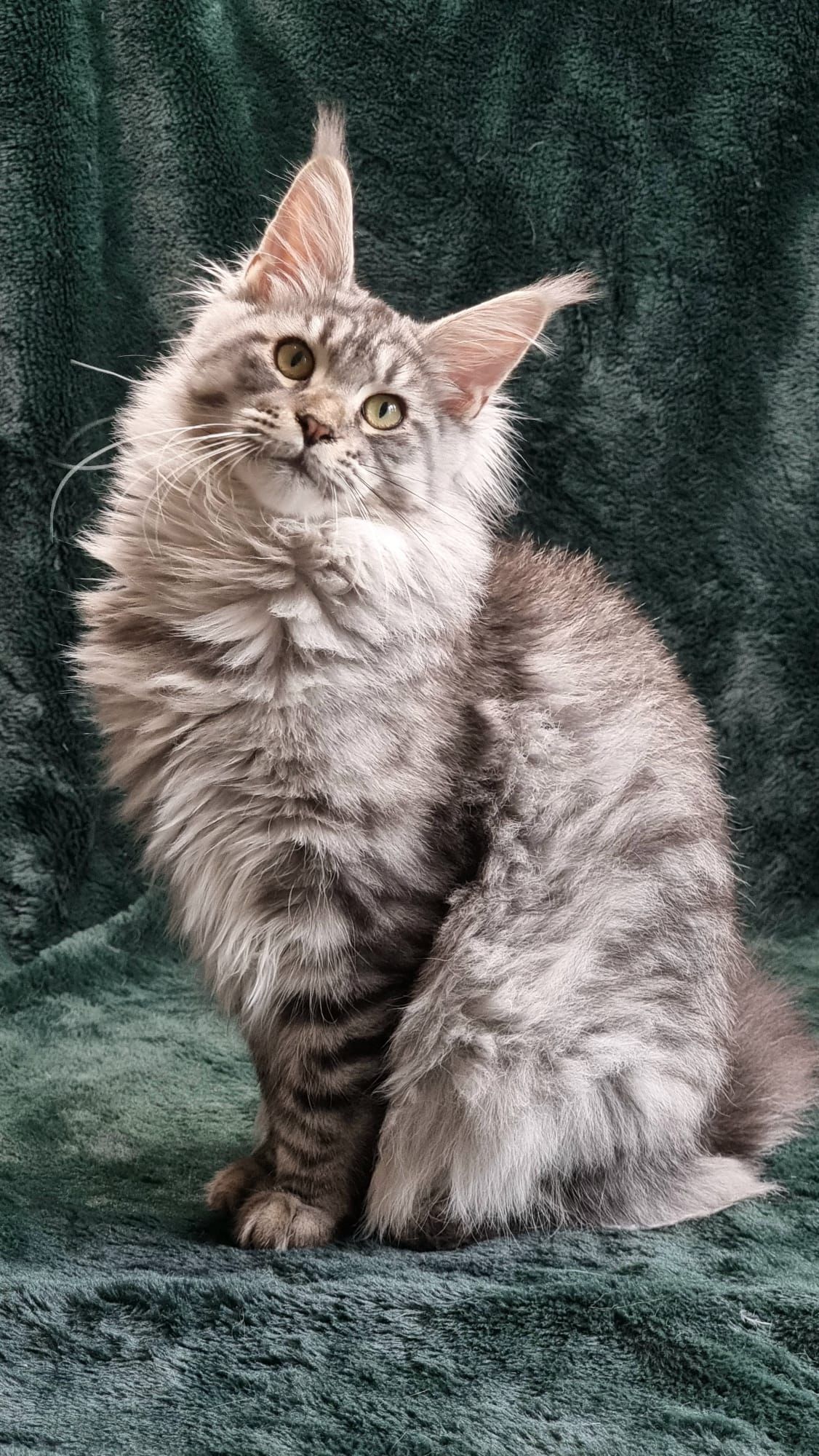Maine coon price, Cat Maine coon price