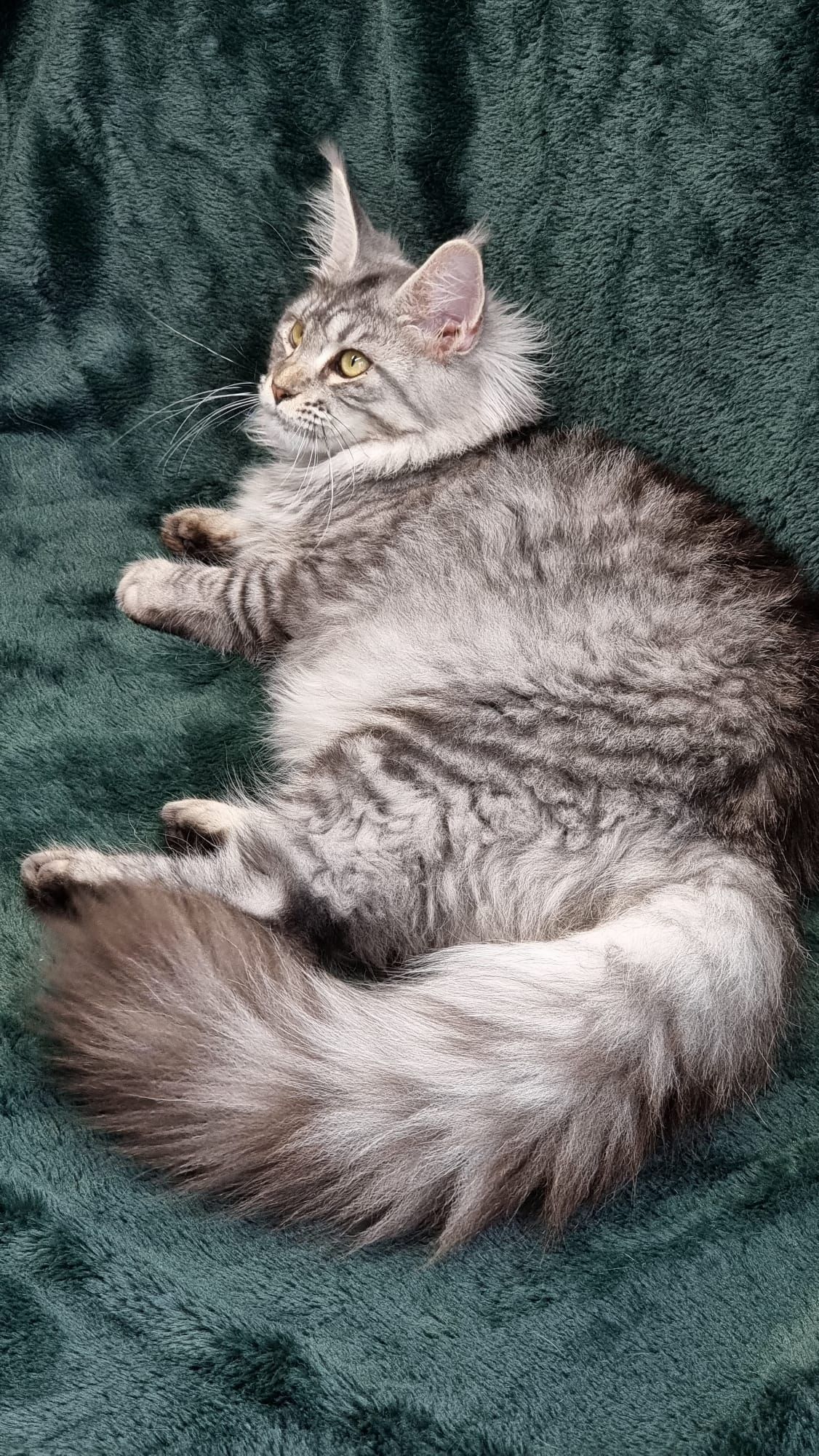 Maine coon price, Cat Maine coon price